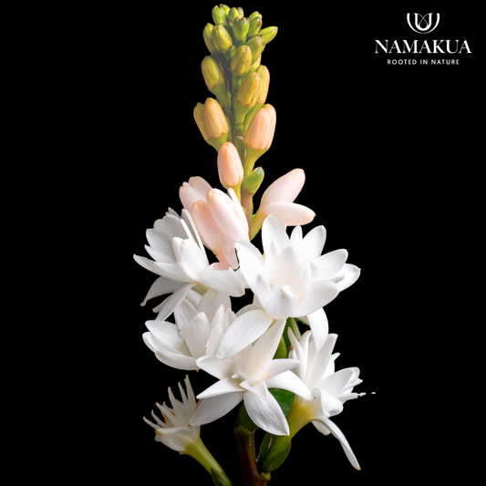 Polianthes The Pearl - 10 bulbs p-pack