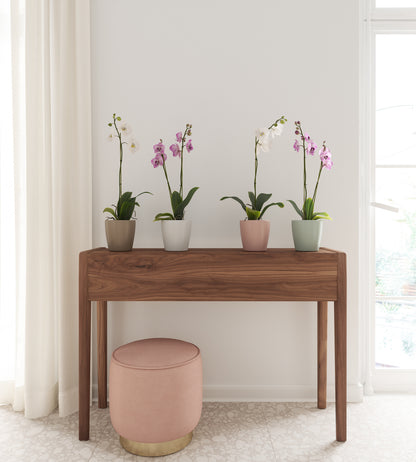 Thalia Orchid Pot - Various Colours