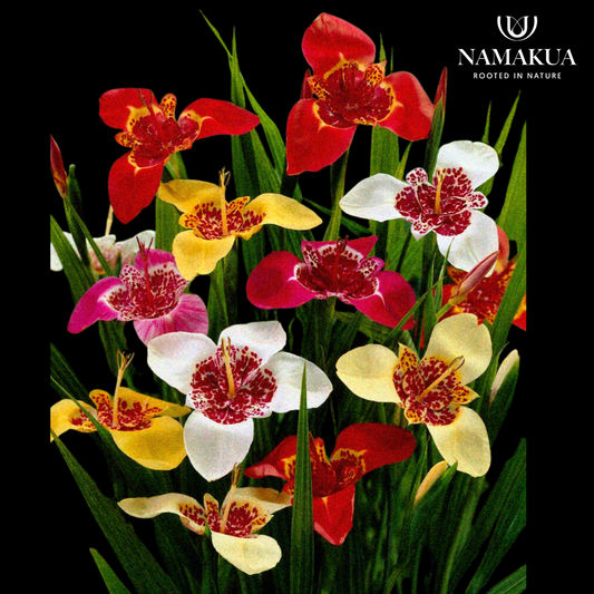 Tigridia pavonia - 15 bulbs p-pack
