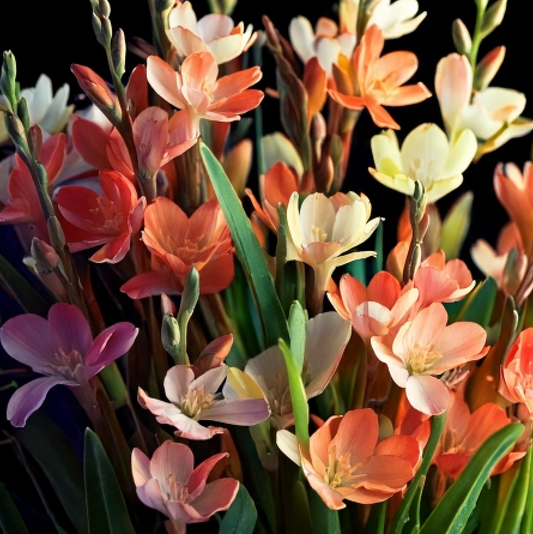 Tritonias Mixed - 25 bulbs p/pack