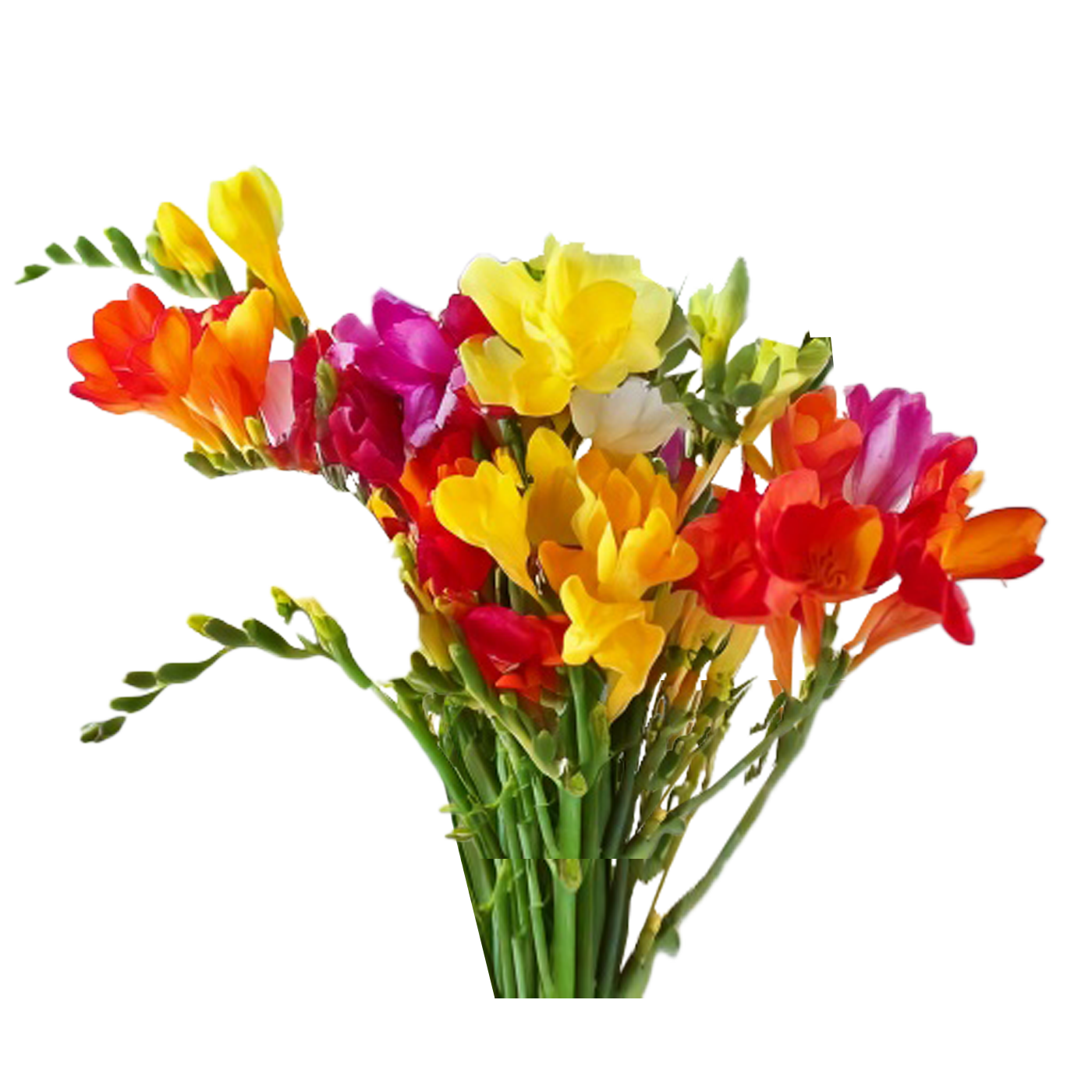 Freesia hybrida - Mixed Colours - 35 bulbs p-pack