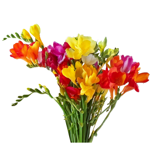 Freesias Mixed  - 40 bulbs p/pack