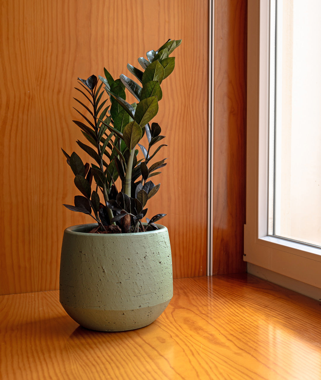 Venus Pot - Various Colours
