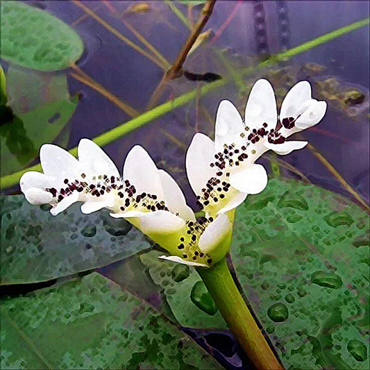 Waterblommetjies - 5 bulbs p/pack