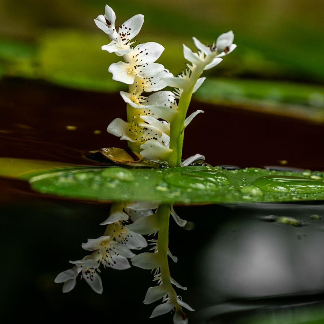 Waterblommetjies - 5 bulbs p-pack (59)