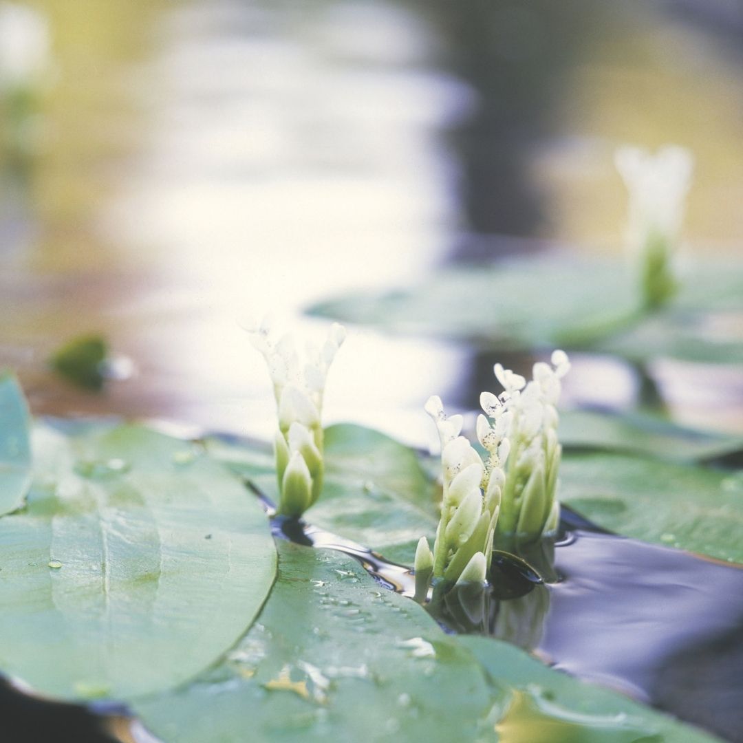 Waterblommetjies - 5 bulbs p-pack (59)