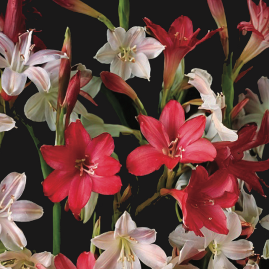 Cape Watsonia 'Pastel Palette' - 7 bulbs p-pack