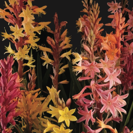 Watsonia Meriana Mixed - 7 bulbs p/pack