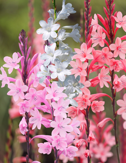 Watsonia Borbonica - Assorted colours - 5 bulbs p-pack (203)