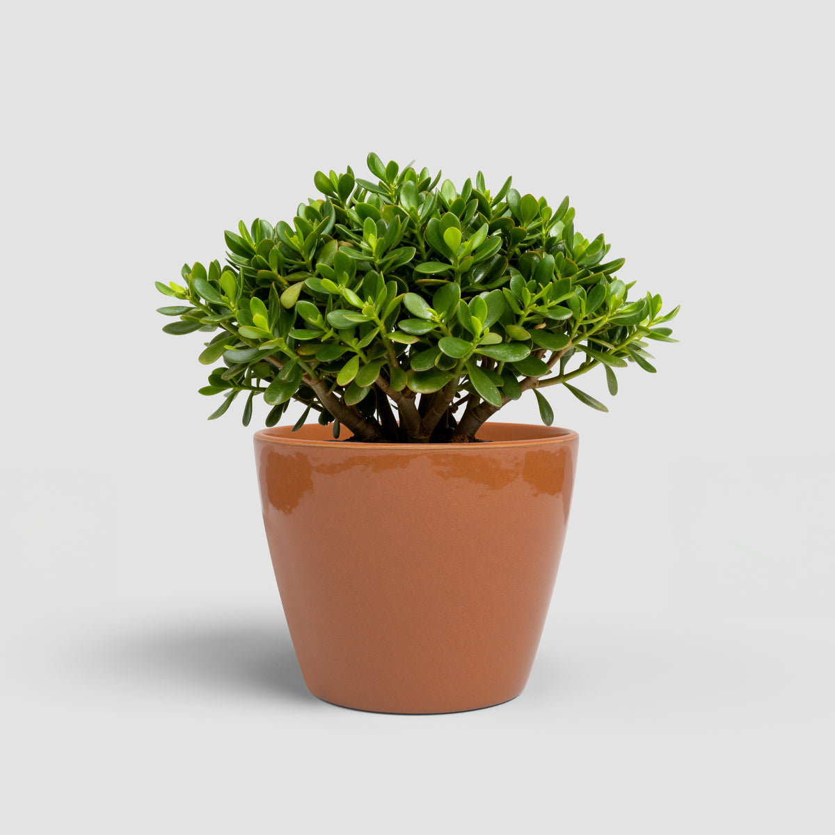 Emília - Brio Pot