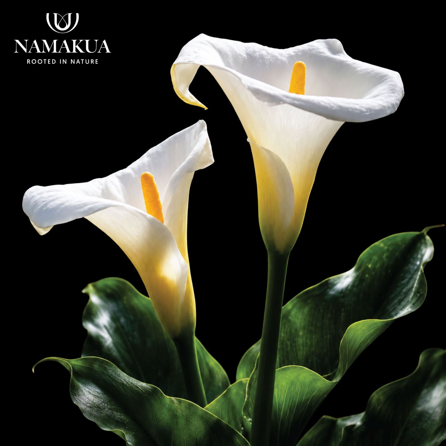 Zantedeschia aethiopica- 3 bulbs p-pack