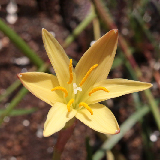 Zephyranthes - yellow - 20 bulbs p-pack (156)