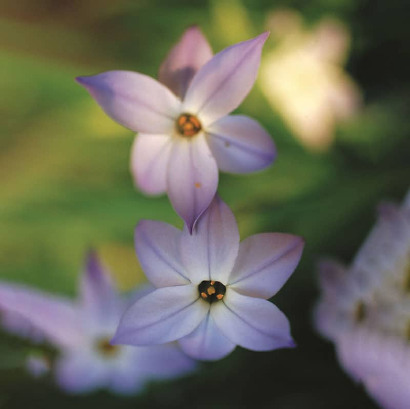 A4-ipheion-close-moody-1