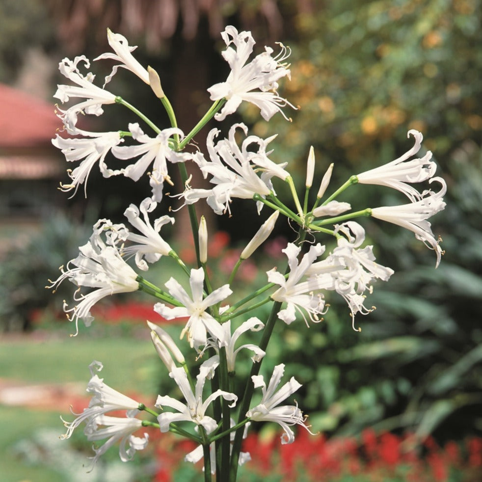A4-nerine-alba.jpg