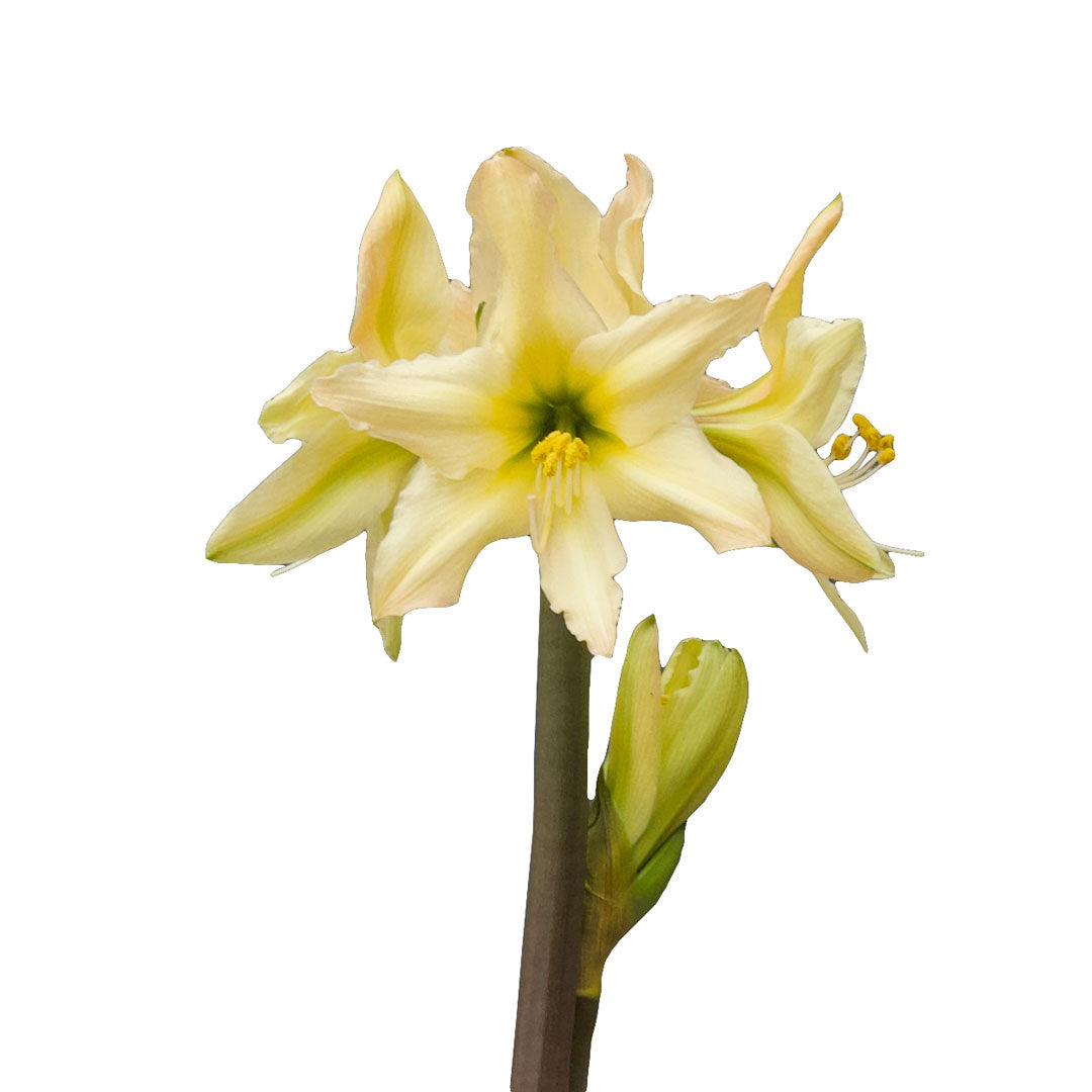 Amaryllis Sonatini - Aurora™ - 3 bulbs p-pack (403)