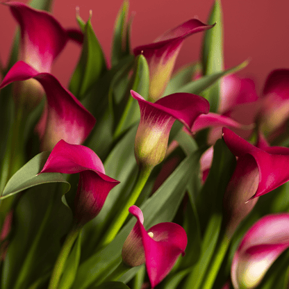 Zantedeschia - California Red - 1 bulb p/pack 2