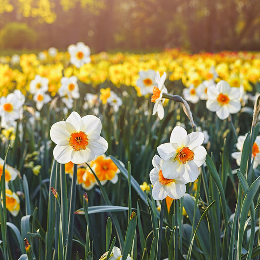 Daffodil-Barrett-Browning