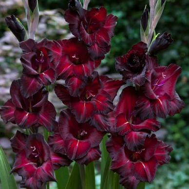 Gladiolus-Black-Star.jpg