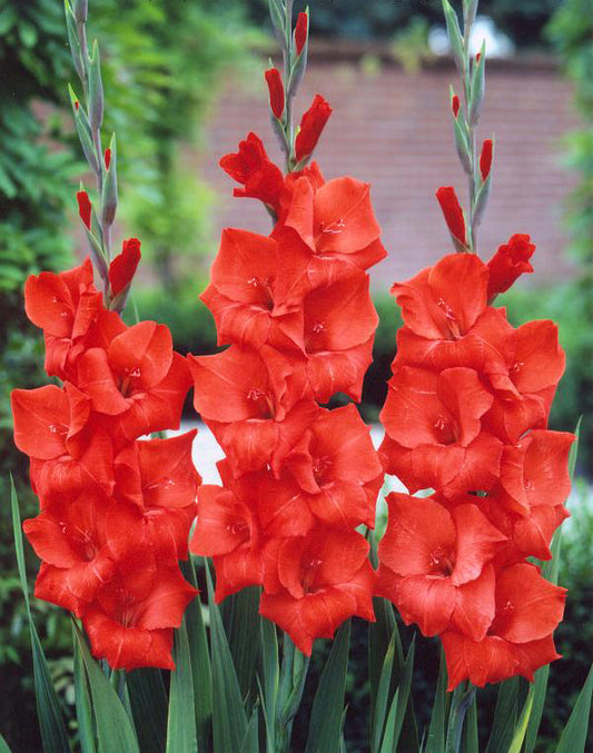 Gladiolus-grootbloemig-Red-Matador.jpg