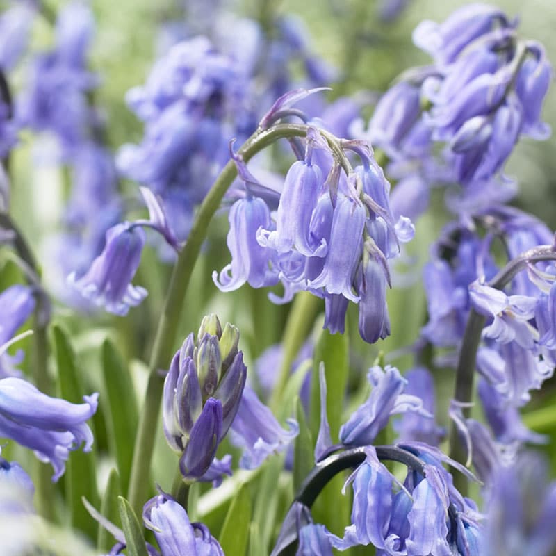 Hyacinthoides-(English-bluebells)