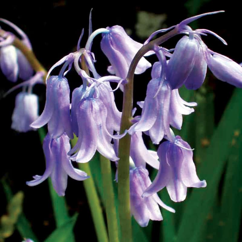 Hyacinthoides_hispanicus-(commons.wikimedia.org)-RGB