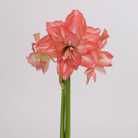 Amaryllis - Sonata Double - Zombie - 2 bulbs p-pack (4913)