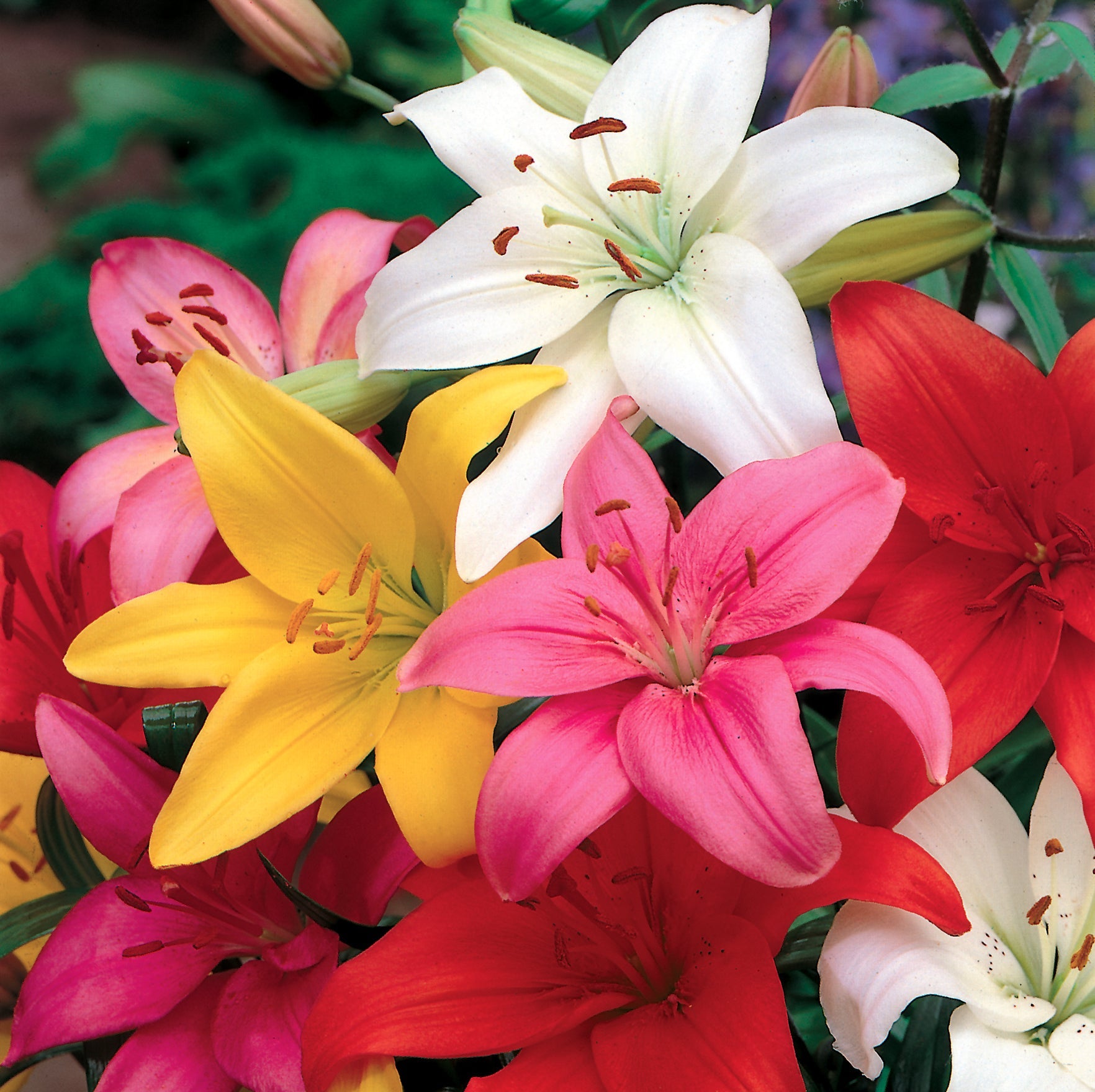 Lilium-Asiatic-Mixed-3-hadeco_edit.jpg