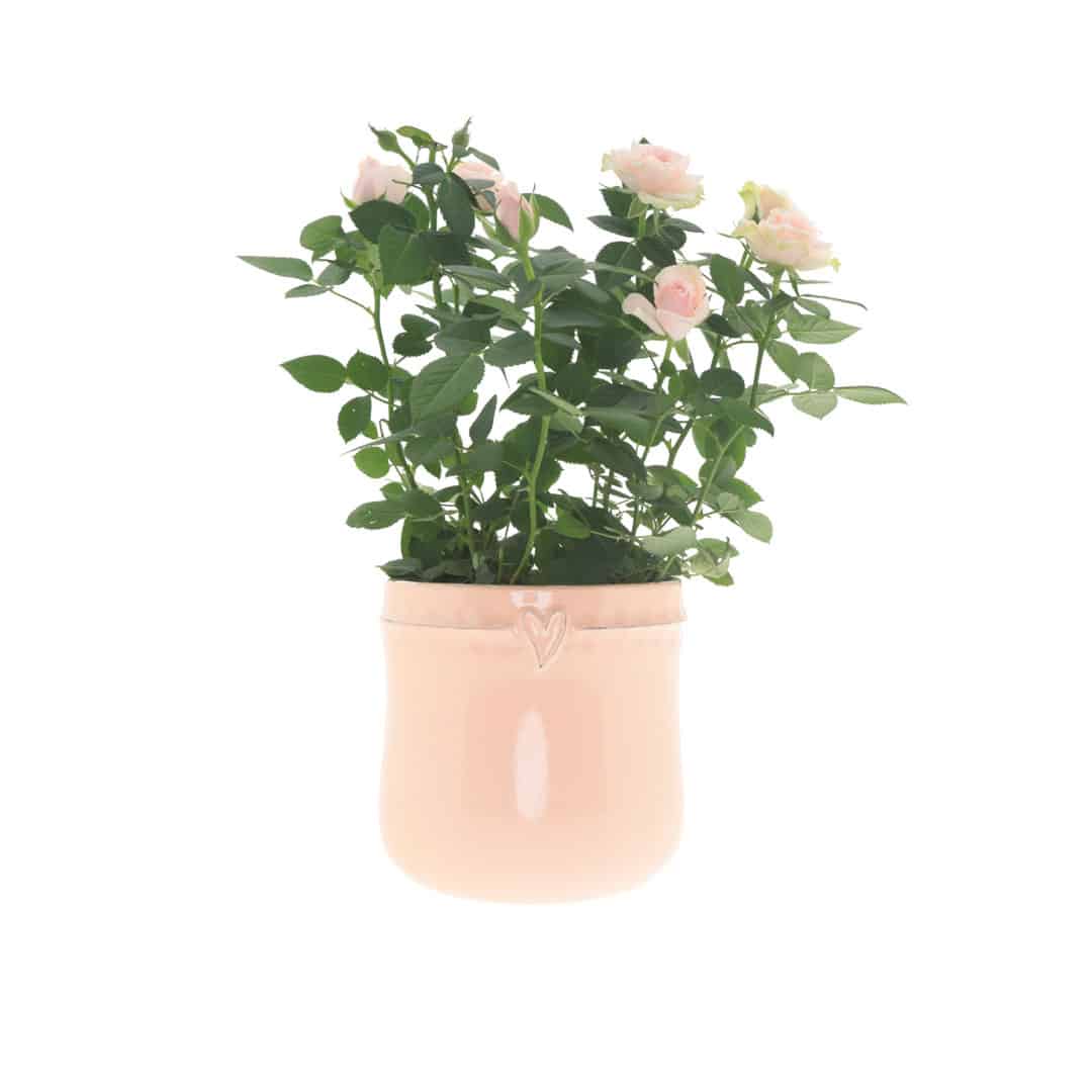 Loveall-Pot---Assorted---12x10