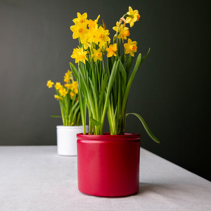 Lucca Ceramic Pot - Wine Red