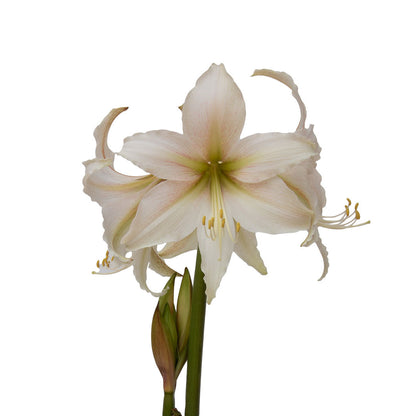 Amaryllis Sonata Single - Marula™- 2 bulbs p-pack (404)