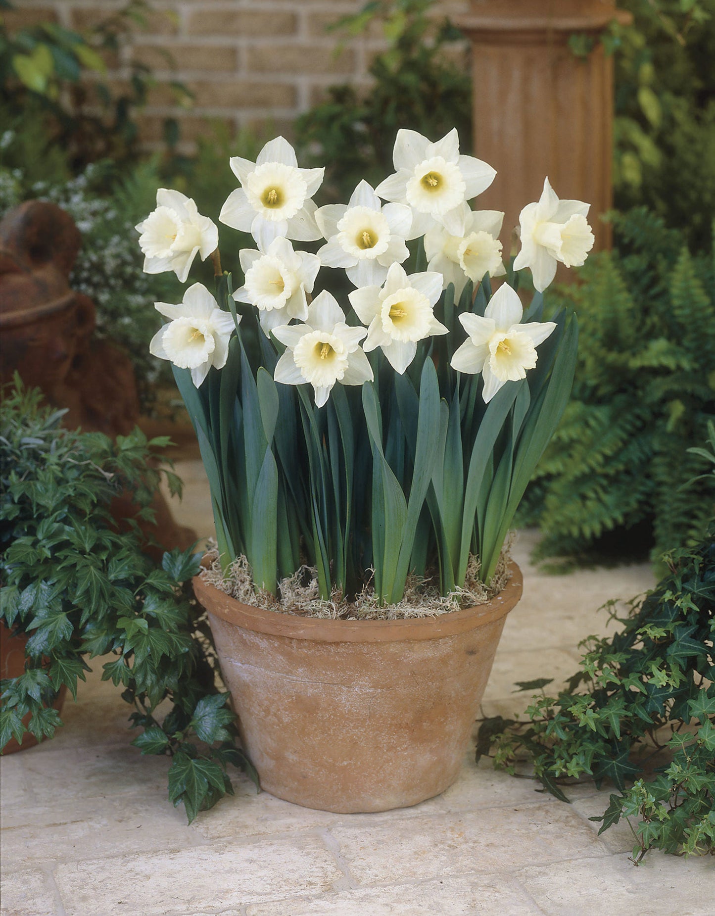 Narcissus Mount Hood