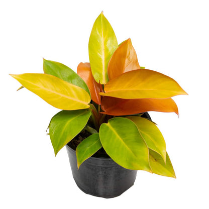 Philodendron Prince of Orange_IMG_8416