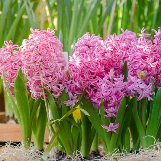 Pink-Hyacinth