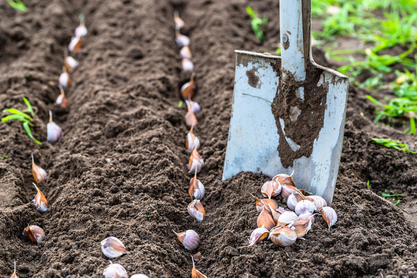 Planting garlic in the vegetable garden. Autumn gardening.