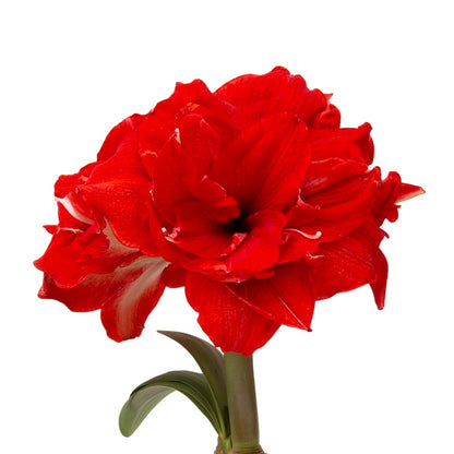 Amaryllis Symphony Double - Ragtime™ - 1 bulb p-pack (440)