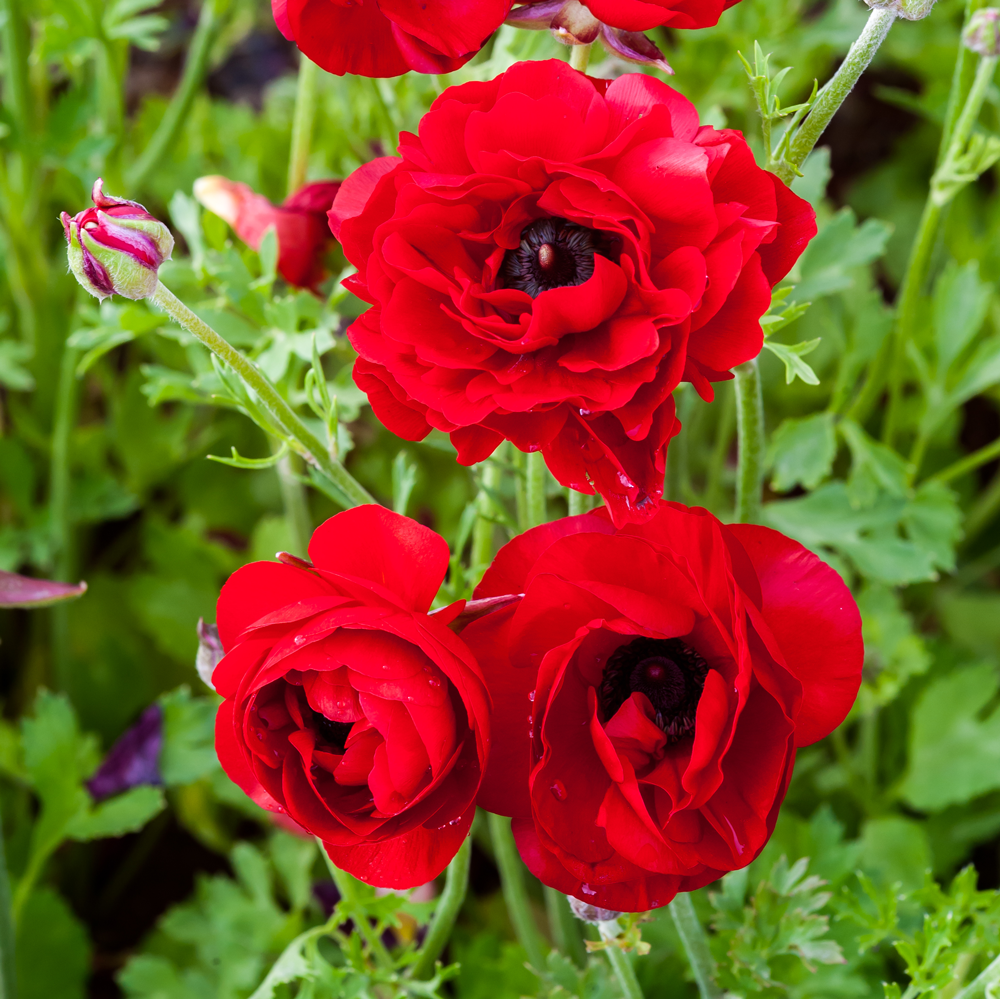 Ranunculus-Red_C0N6522.png