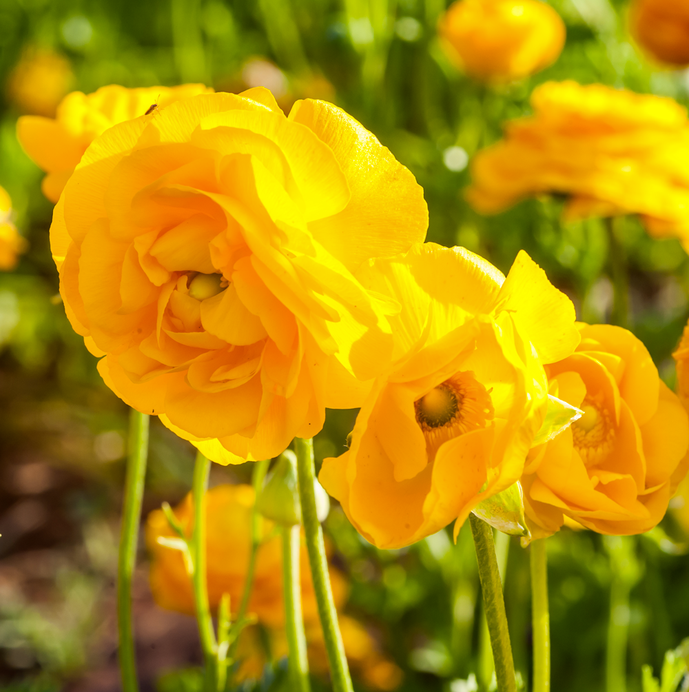 Ranunculus-Yellow_C0N6544.png