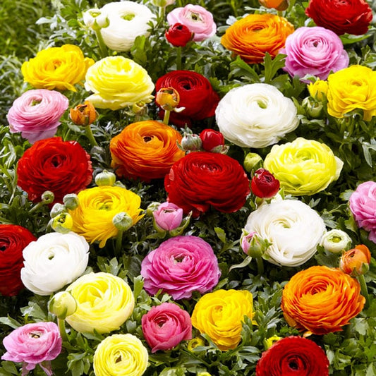 Ranunculus-mixed_WEB