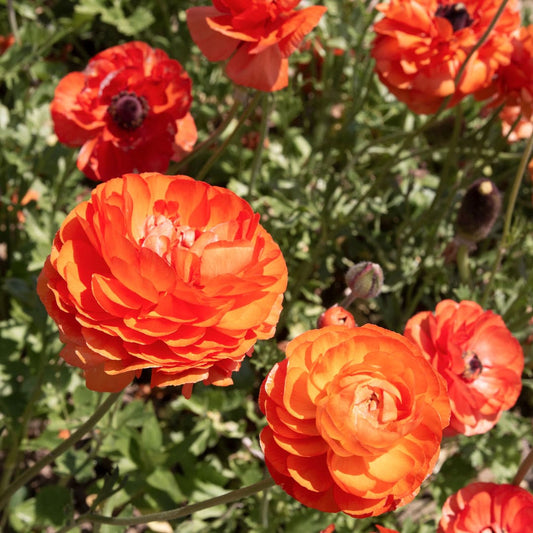 Ranunculus_orange_IMG_1662.2