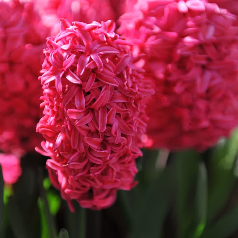 Red-hyacinth