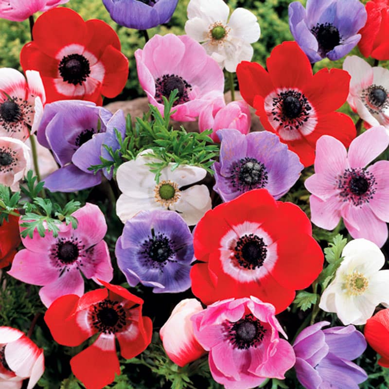 anemone-de-caen-mixed-tiny_edit-2