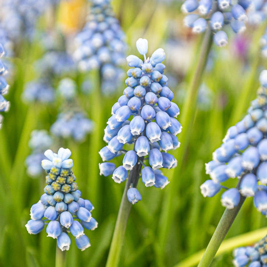 blue-muscari-flowers-2021-08-31-17-48-18-utc