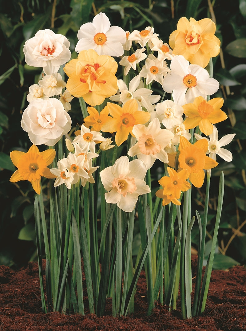 daffs-mixed-A4-crop.jpg