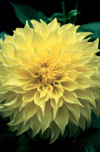 dahlia-kelvins-floodlight-close-A4-1.jpg