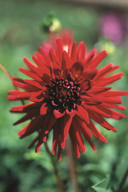 dahlia-sure-thing-single-A4.jpg