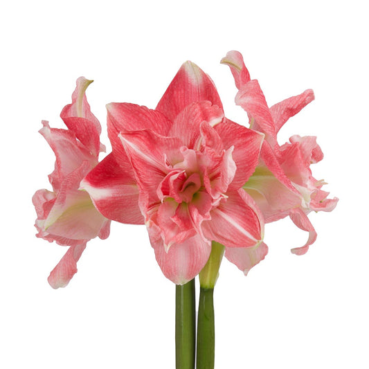 Amaryllis Symphony Double - First Love - 1 bulb p-pack (476)