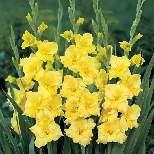 gladioli-jaqi-yellow