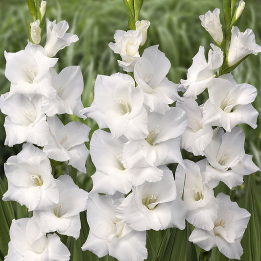 gladiolus-white-bulbs.jpg