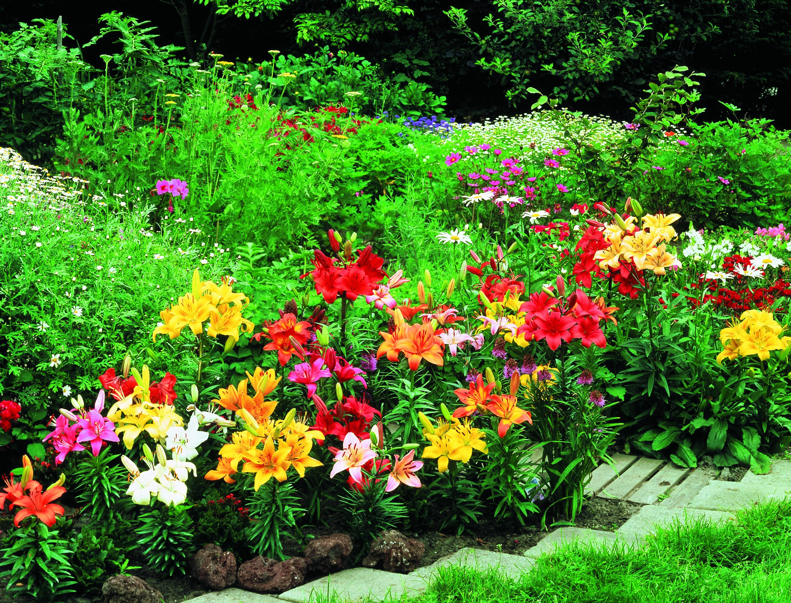 lilium-asiatic-mixed-in-garden-hadeco.jpg