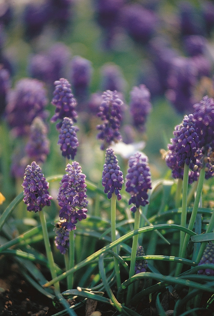 muscari-in-garden-moody-A4.jpg